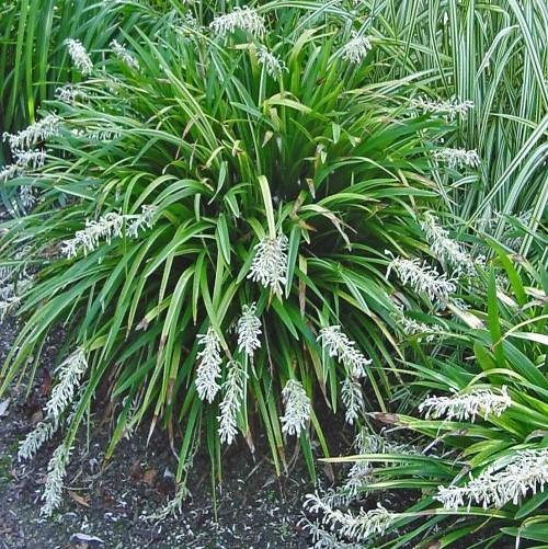 Dwarf Lilyturf, Ophiopogon Jaburan