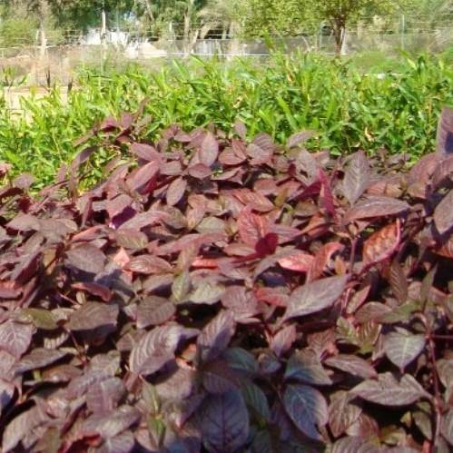 Alternanthera, Purple Knight (small)