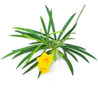 Cascabela Thevetia Peruviana Yellow Oleander indoor Plant
