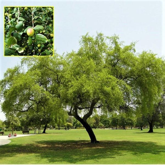 Ziziphus Spina Christi, Sidr Tree