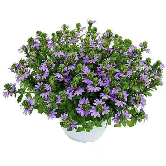 Scaevola Aemula, Blue Wonder