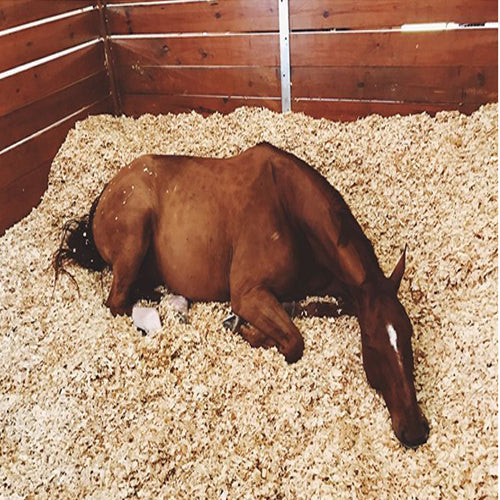 Pine Flakes, Shavings, Horse Bedding
