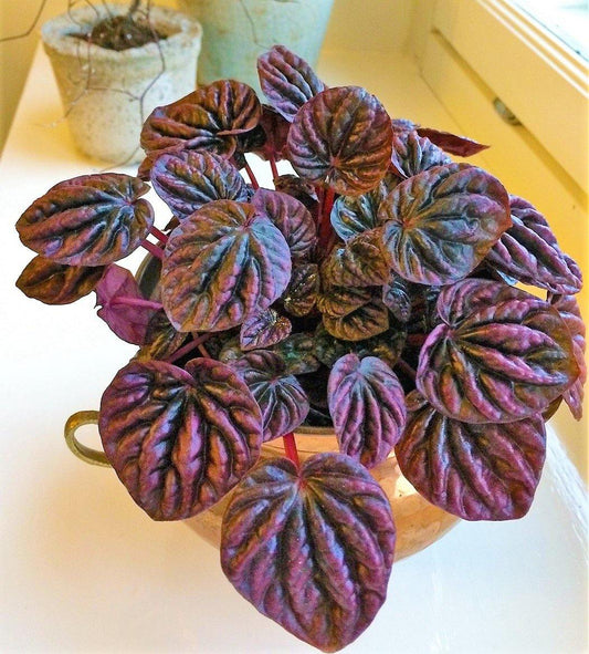 Peperomia Red Luna Indoor Hanging Plant