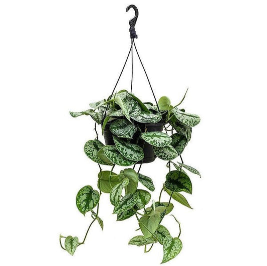 Satin Pothos Hanging Indoor Plant