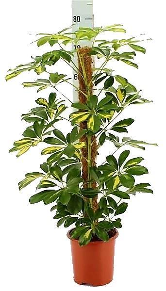 Schefflera Arboricola, Gold Capella,  Dwarf Umbrella Tree
