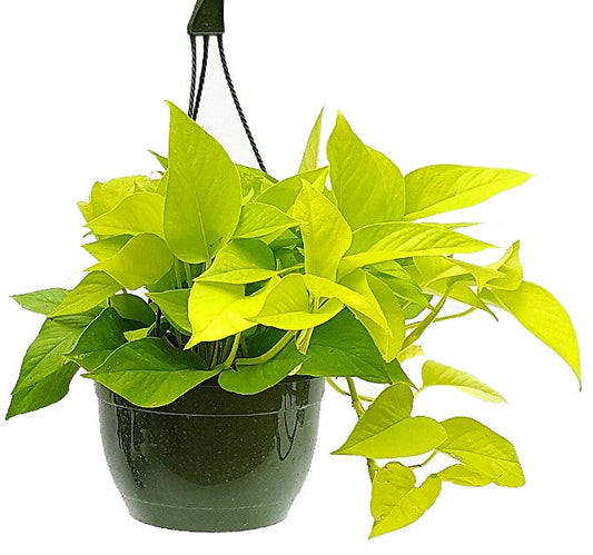 Neon Pothos Home Decor Air Purifying Plant