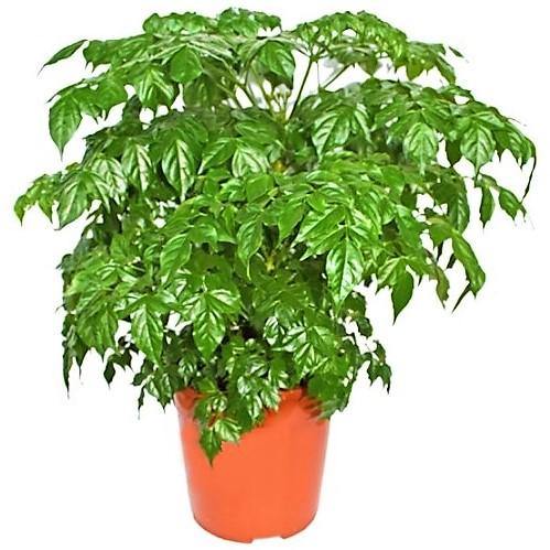 China Doll Radermachera Sinica Plant