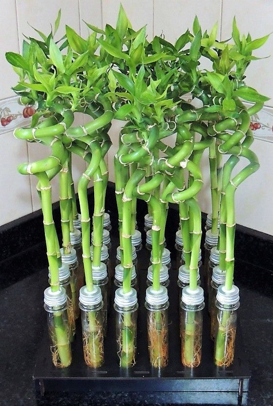 Lucky Bamboo Sticks, Dracaena Sanderiana