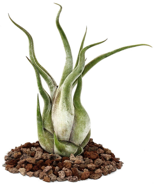 Tillandsia Caput Medusae Exotic Air Plant