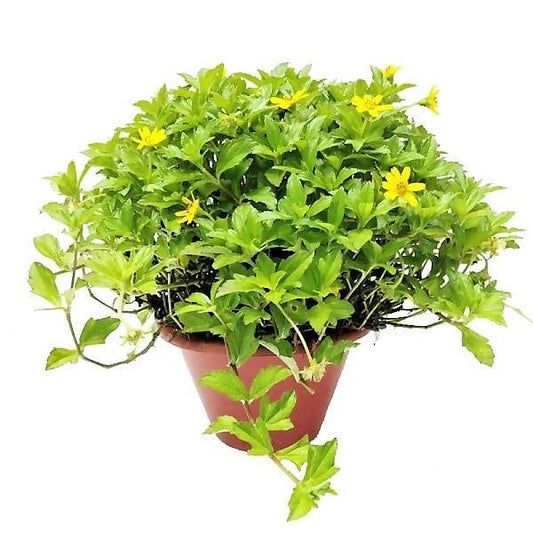 Wedelia Trilobata, Creeping Daisy or Rabbit Paw (small)