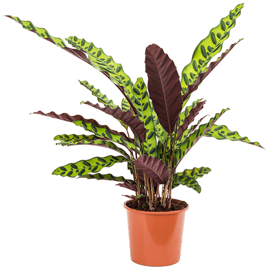 Calathea Lancifolia Rattlesnake Indoor Plant