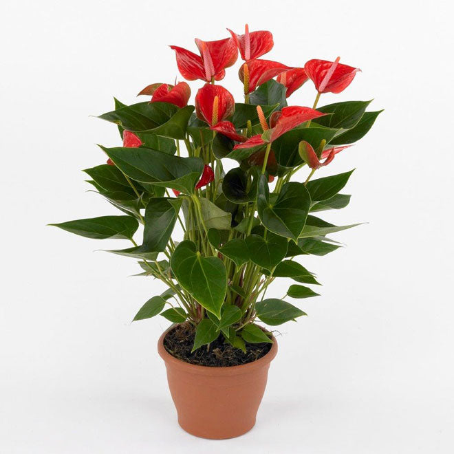 The Flamingo Flower, Anthurium, Andreanum