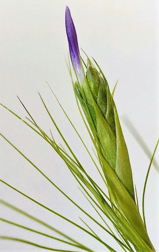Tillandsia Juncifolia Rare Stunning Indoor Plant