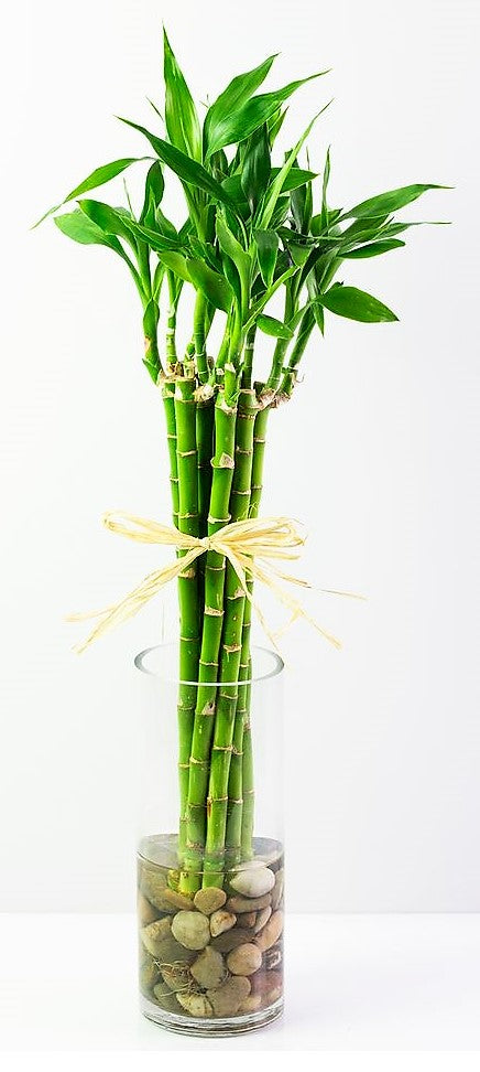 Lucky Bamboo Sticks, Dracaena Sanderiana