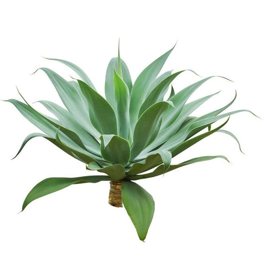 Agave Attenuata, Spineless Century Plant