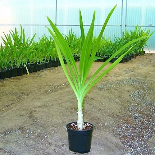 Crinum asiaticum, Spider lily or Seashore lily