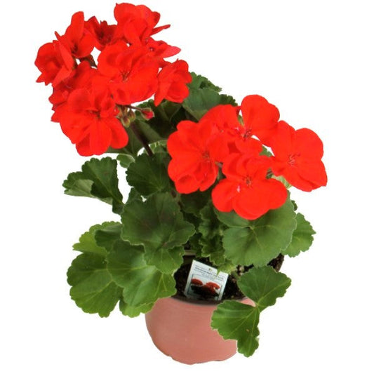 Geranium, Cranesbill