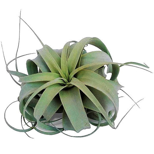 Tillandsia Xerographica Exotic Indoor Plant