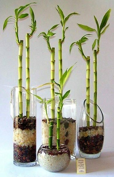 Lucky Bamboo Sticks, Dracaena Sanderiana