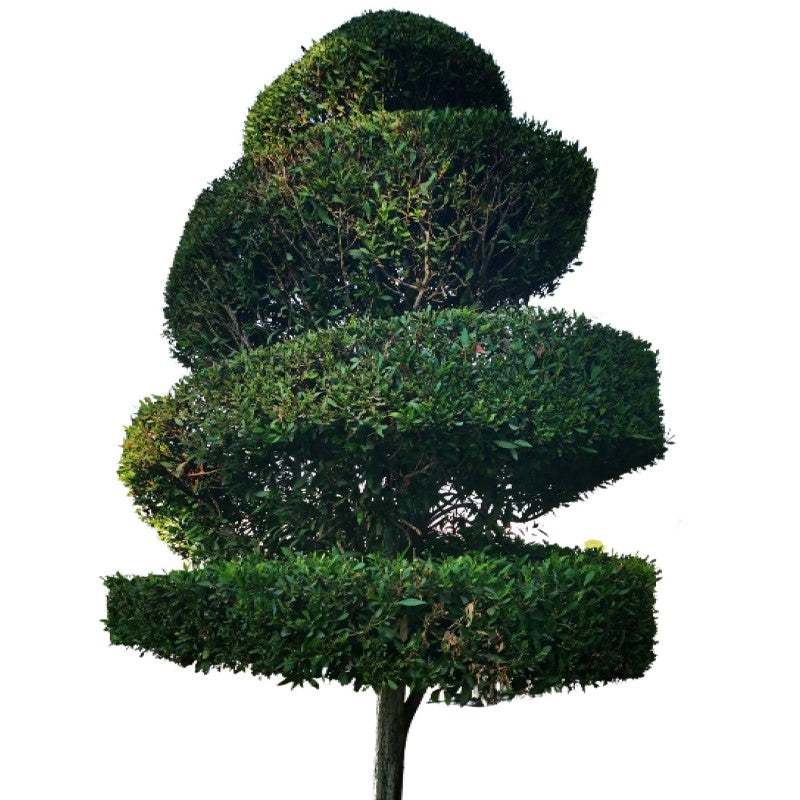 Damas tree, Conocarpus erectus