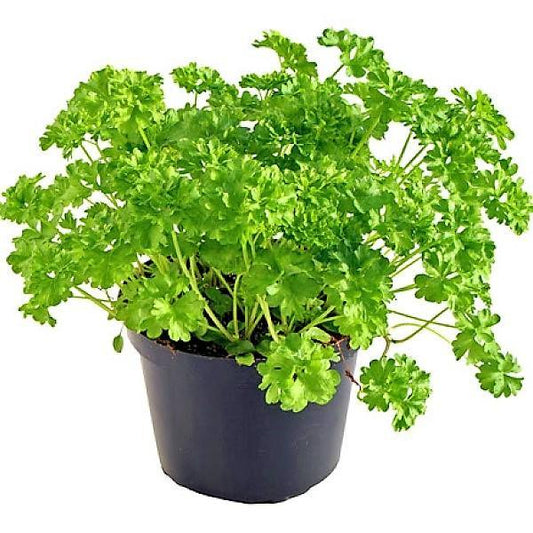 Parsley Herb Indoor Plant