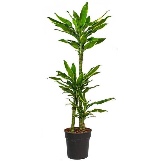 Dracaena Fragrans Golden Coast Indoor Plant