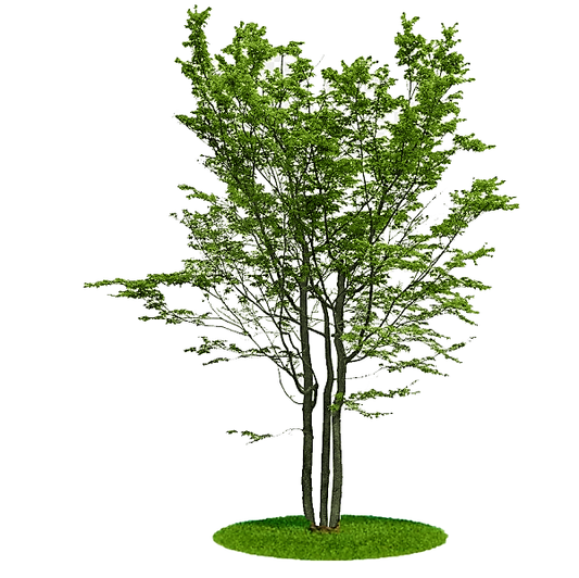 Ziziphus jujuba, Jujube Tree