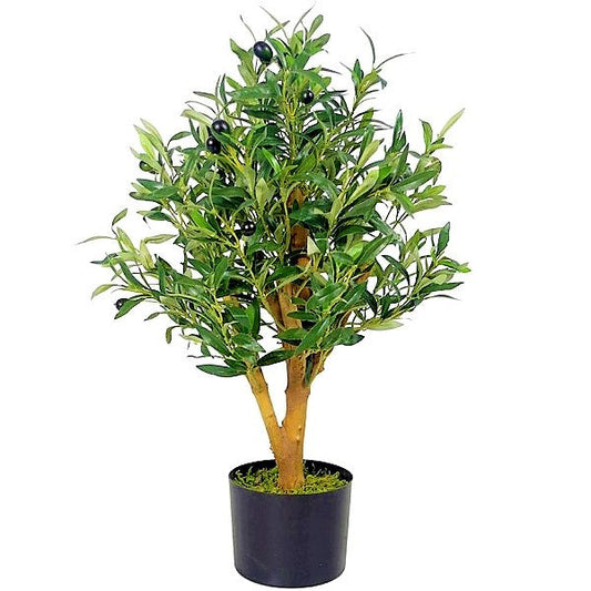 Olive Tree, Olea Europaea