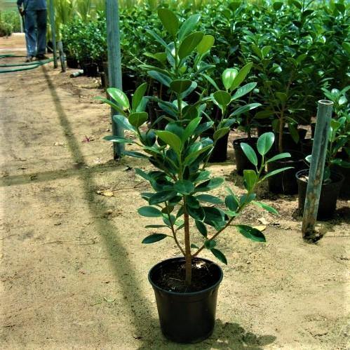 Ficus Hawaii, Green Island