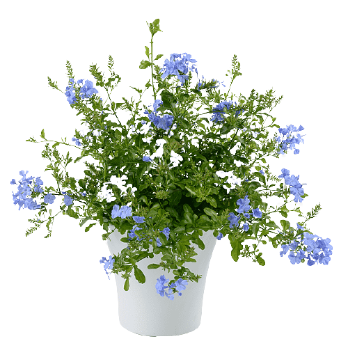 Plumbago Capensis, The Blue Plumbago
