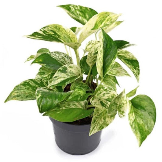 Epipremnum Pinnatum Marble Queen Money Plant Indoor