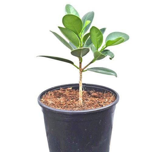 Ficus Hawaii, Green Island