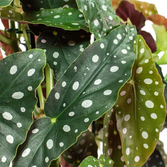 Polka Dot Begonia Maculata Indoor Beauty