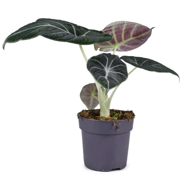 Alocasia Black Velvet Dwarf - www.Greenie.ae Buy online Best and Healthy Plants and quality products guarantee in Dubai Plants Shop in Dubai Abu Dhabi all over UAE Plants near me Fresh Plants in Dubai where to buy plants in UAE - Greenie.ae
