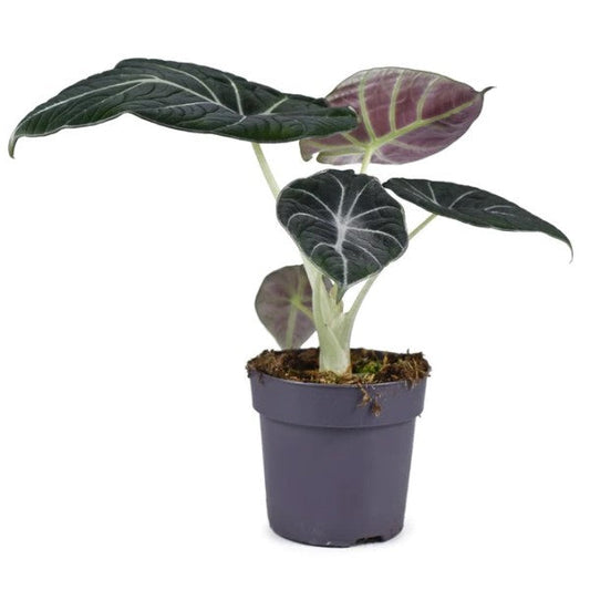 Alocasia Black Velvet Dwarf - www.Greenie.ae Buy online Best and Healthy Plants and quality products guarantee in Dubai Plants Shop in Dubai Abu Dhabi all over UAE Plants near me Fresh Plants in Dubai where to buy plants in UAE - Greenie.ae
