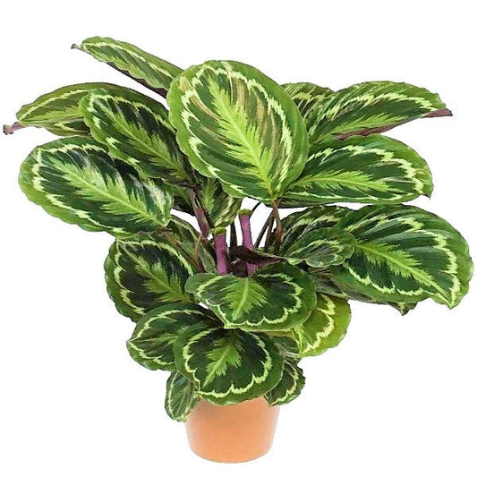 Calathea Medallion Peacock Indoor Plant