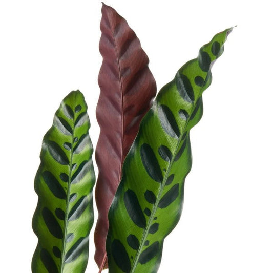 Calathea Lancifolia Rattlesnake Indoor Plant