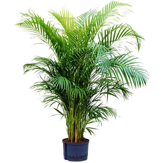Areca Palm Chrysalidocarpus Lutescens Indoor Plant