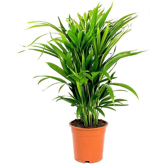 Areca Small Butterfly Palm Indoor Plant