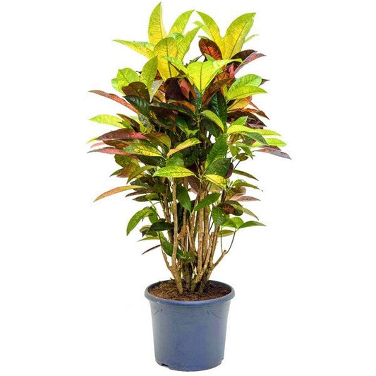 Codiaeum Variegatum Iceton Croton Indoor Plant