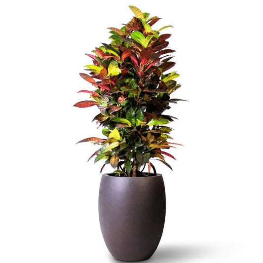 Codiaeum Variegatum Iceton Croton Indoor Plant