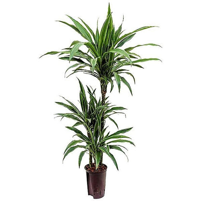 Dracaena deremensis Warneckei - www.Greenie.ae Buy online Best and Healthy Plants and quality products guarantee in Dubai Plants Shop in Dubai Abu Dhabi all over UAE Plants near me Fresh Plants in Dubai where to buy plants in UAE - Greenie.ae