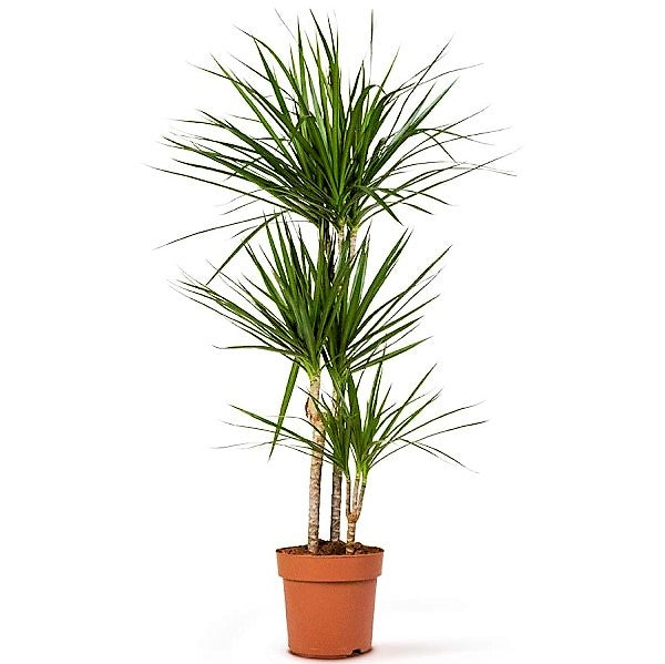 Dracaena Marginata - www.Greenie.ae Buy online Best and Healthy Plants and quality products guarantee in Dubai Plants Shop in Dubai Abu Dhabi all over UAE Plants near me Fresh Plants in Dubai where to buy plants in UAE - Greenie.ae