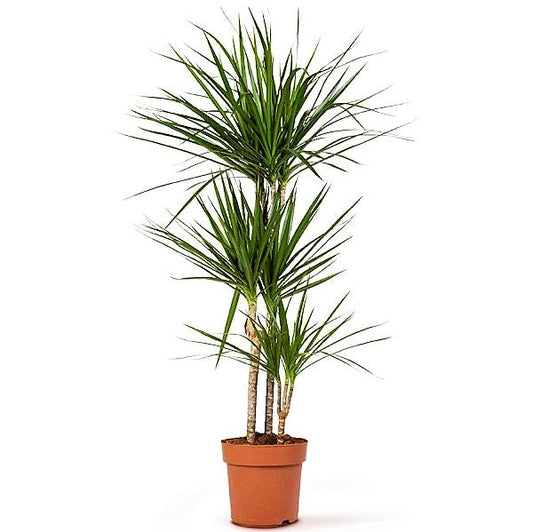 Dracaena Marginata - www.Greenie.ae Buy online Best and Healthy Plants and quality products guarantee in Dubai Plants Shop in Dubai Abu Dhabi all over UAE Plants near me Fresh Plants in Dubai where to buy plants in UAE - Greenie.ae
