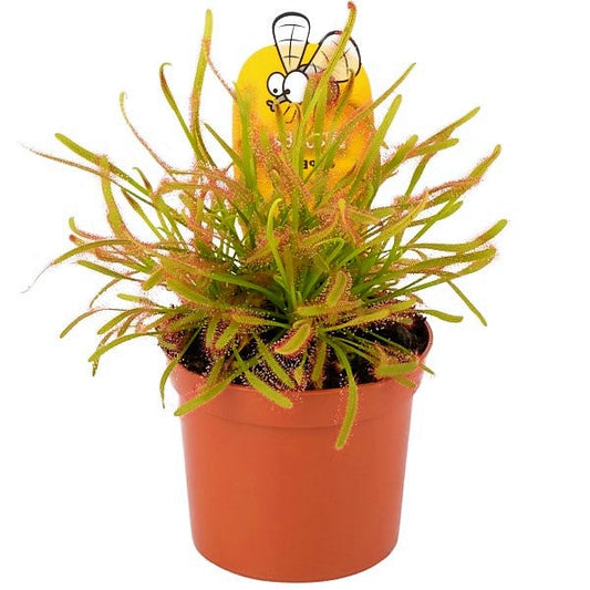 Drosera Capensis Cape Sundew Indoor Plant