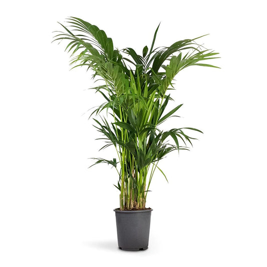 Kentia Palm Howea Forsteriana Indoor Plant