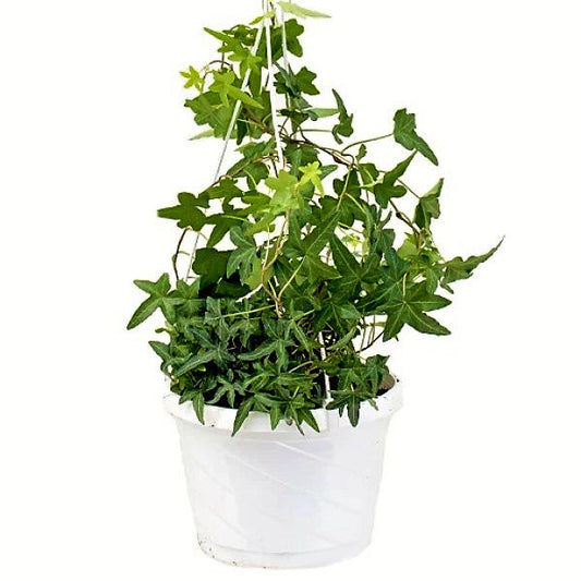 Hedera helix, English Ivy - www.Greenie.ae Buy online Best and Healthy Plants and quality products guarantee in Dubai Plants Shop in Dubai Abu Dhabi all over UAE Plants near me Fresh Plants in Dubai where to buy plants in UAE - Greenie.ae