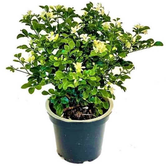 Murraya paniculata, Orange Jasmine, Thai Jasmine