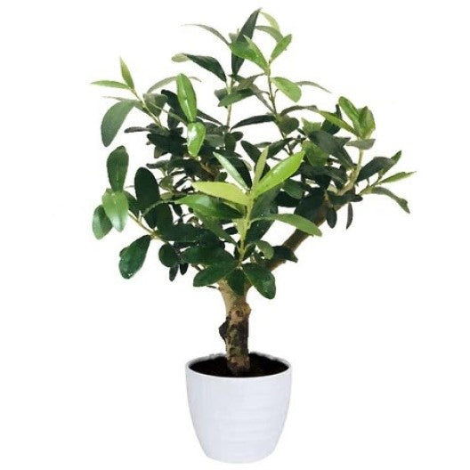 Olive Dwarf Bonsai Perfect Indoor Olive plant