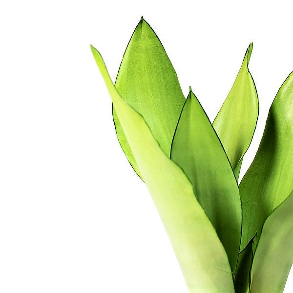 Snake Plant MoonShine, Sansevieria trifasciata